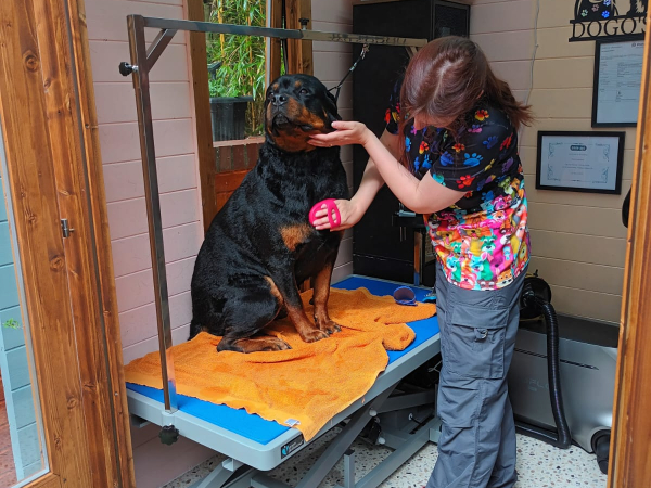 dunstable-dog-grooming-salon