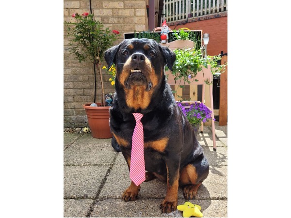 dunstable-dog-grooming-salon