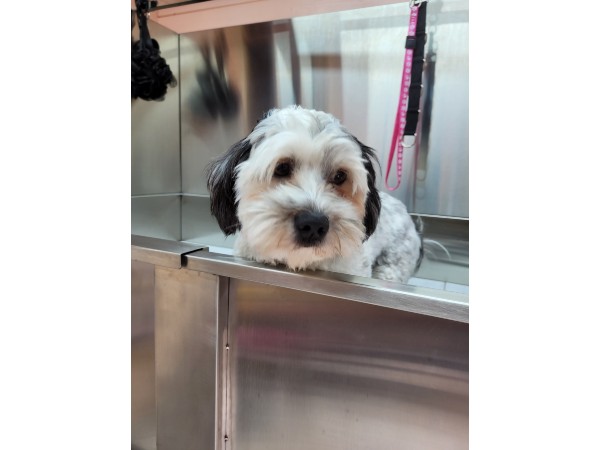 dunstable-dog-grooming-salon