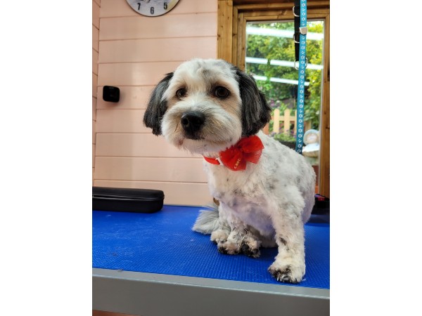 dunstable-dog-grooming-salon