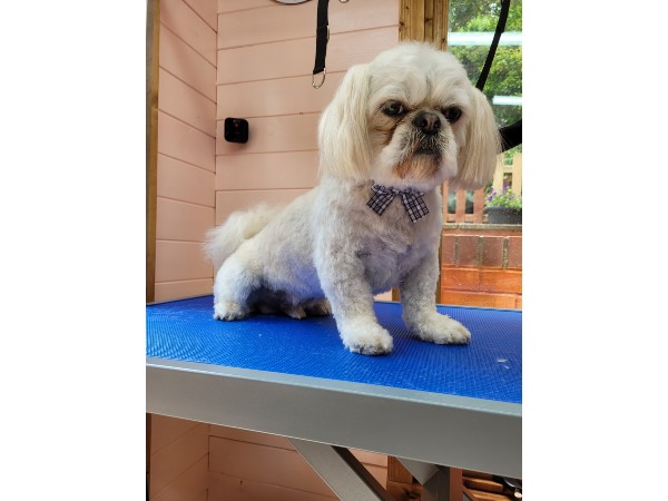 dunstable-dog-grooming-salon