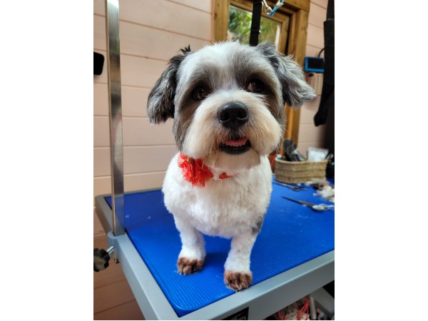 dunstable-dog-grooming-salon