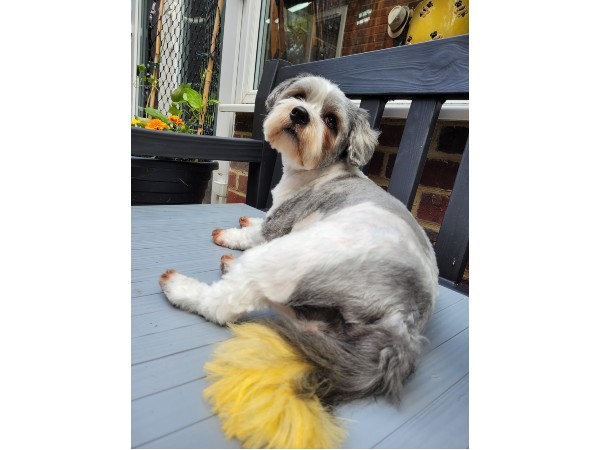 dunstable-dog-grooming-salon