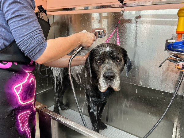 dunstable-dog-grooming-salon