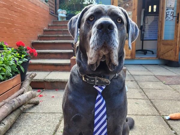 dunstable-dog-grooming-salon