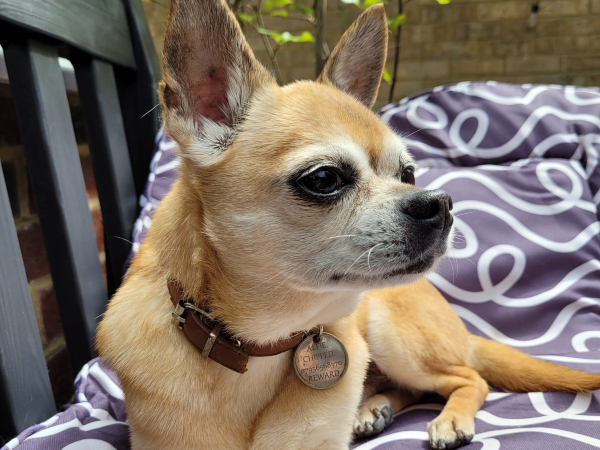 dunstable-dog-grooming-salon