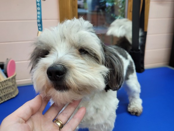 dunstable-dog-grooming-salon