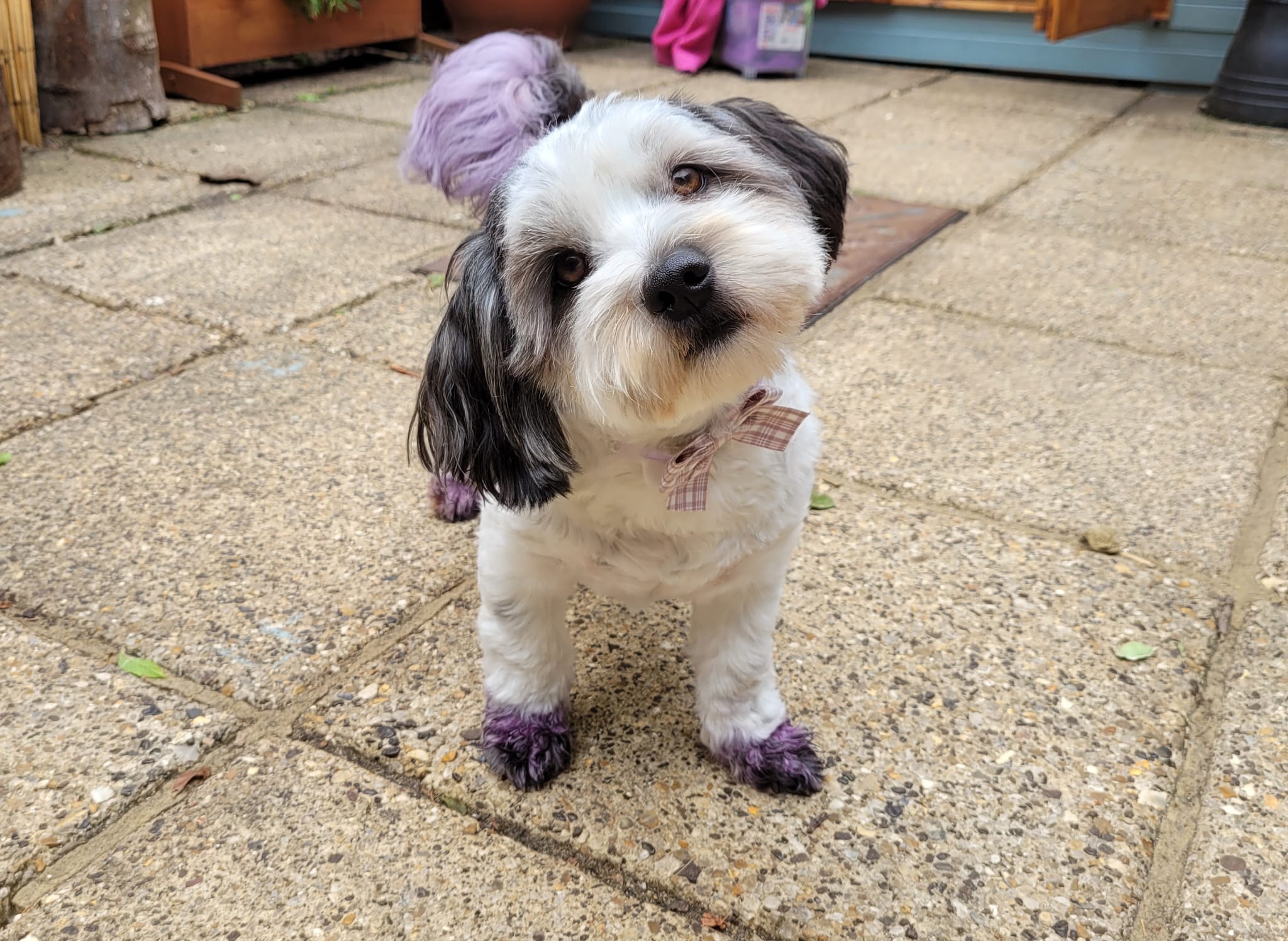 dunstable-dog-grooming-salon
