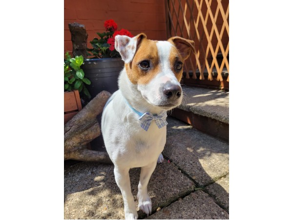 dunstable-dog-grooming-salon