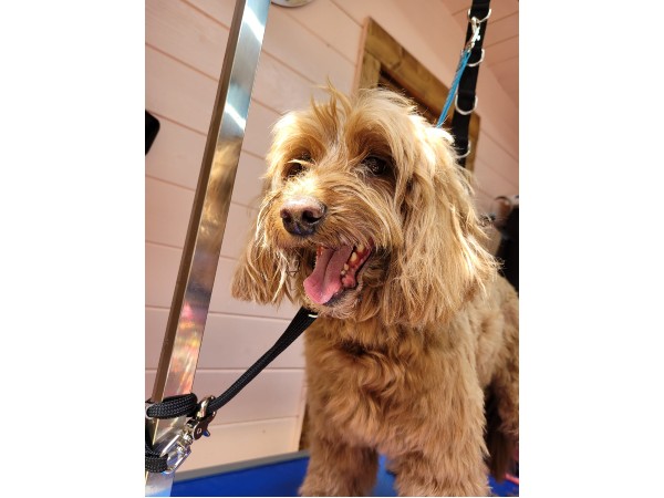 dunstable-dog-grooming-salon