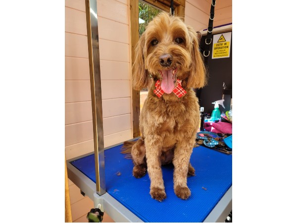 dunstable-dog-grooming-salon