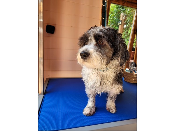 dunstable-dog-grooming-salon