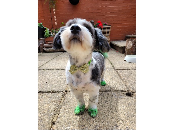 dunstable-dog-grooming-salon