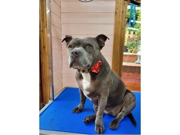 dunstable-dog-grooming-salon
