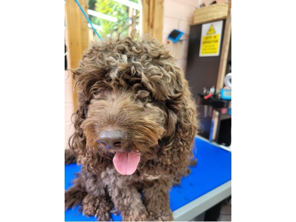 dunstable-dog-grooming-salon