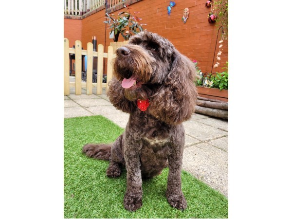 dunstable-dog-grooming-salon